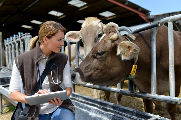 Interner Link zum Tätigkeitsfeld Tiergesundheit und Tierschutz